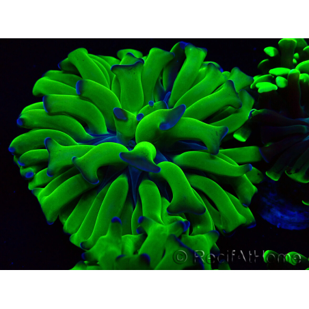 WYSIWYG Euphyllia paraancora (Maricultura aclimatada bajo LED) 4H1