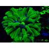 WYSIWYG Euphyllia paraancora (Mariculture acclimated under LED) 4H1