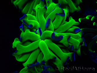 WYSIWYG Euphyllia paraancora (Maricultura aclimatada bajo LED) 4H2