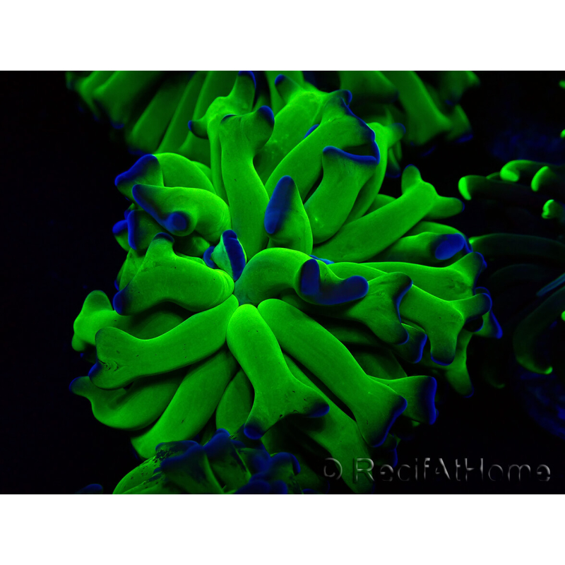 WYSIWYG Euphyllia paraancora (Maricoltura acclimatata sotto LED) 4H2