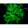 WYSIWYG Euphyllia paraancora (Mariculture acclimated under LED) 4H2