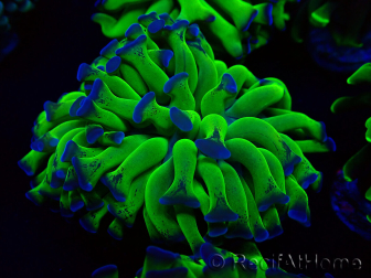 WYSIWYG Euphyllia paraancora (Maricultura acclimatata sotto LED) 4H3