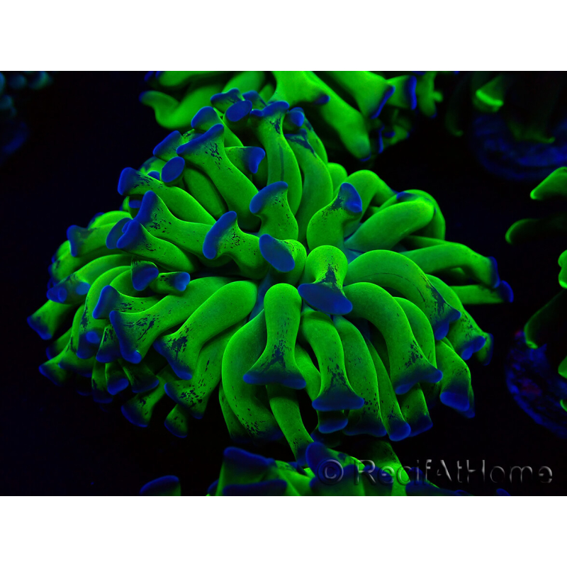 WYSIWYG Euphyllia paraancora (Mariculture acclimated under LED) 4H3
