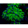 WYSIWYG Euphyllia paraancora (Mariculture acclimated under LED) 4H3