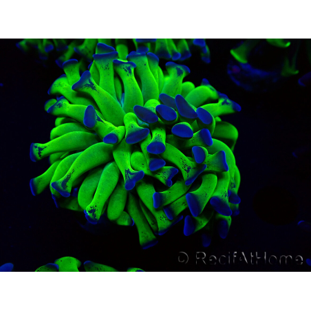 WYSIWYG Euphyllia paraancora (Marikultur unter LED akklimatisiert) 4H4