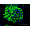 WYSIWYG Euphyllia paraancora (Mariculture acclimaté sous LED) 4H4