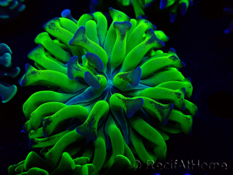 WYSIWYG Euphyllia paraancora (Marikultur unter LED akklimatisiert) 4H5