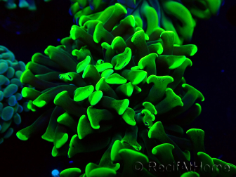 WYSIWYG Euphyllia paraancora (Maricultura aclimatada bajo LED) 4H6