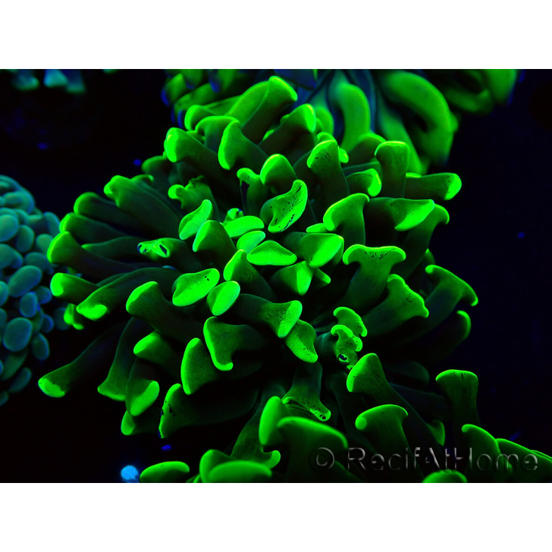 WYSIWYG Euphyllia paraancora (Unter LED akklimatisierte Marikultur) 4H6