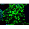 WYSIWYG Euphyllia paraancora (Maricultura acclimatata sotto LED) 4H6