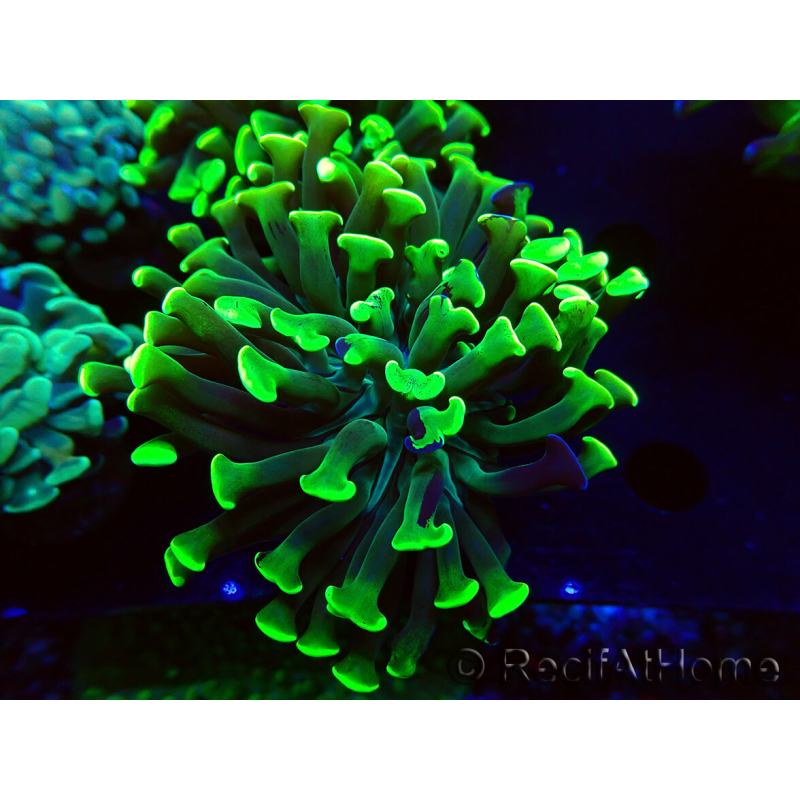 WYSIWYG Euphyllia paraancora (Maricultured acclimated under LED) 4H5