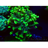 WYSIWYG Euphyllia paraancora (Maricultured acclimated under LED) 4H5
