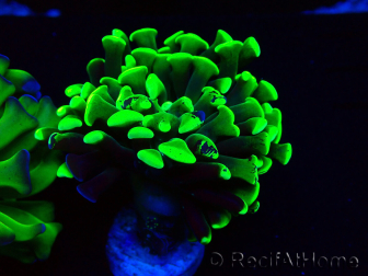 WYSIWYG Euphyllia paraancora (Maricultura acclimatata sotto LED) 4H6