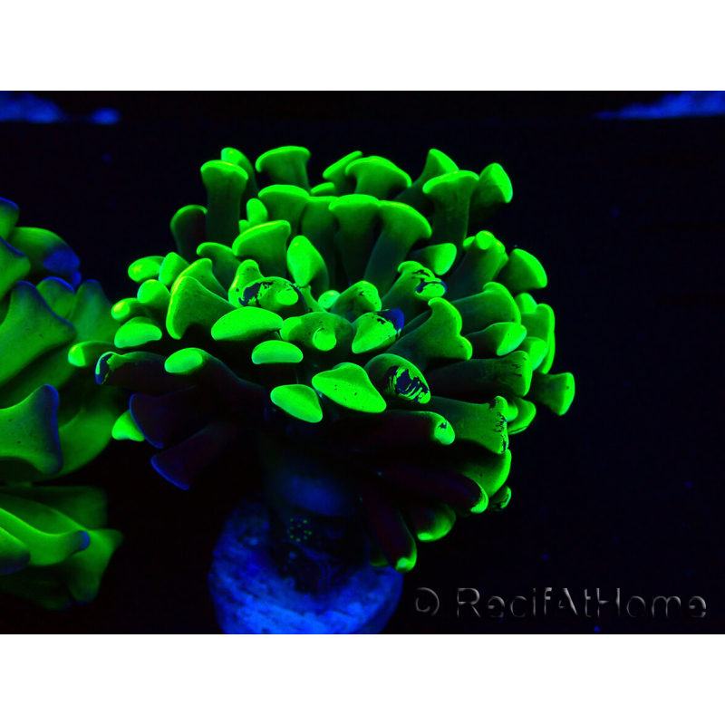 WYSIWYG Euphyllia paraancora (Mariculture acclimaté sous LED) 4H8