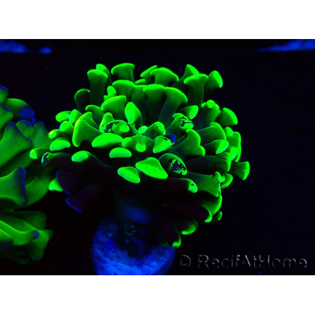 WYSIWYG Euphyllia paraancora (Mariculture acclimaté sous LED) 4H8
