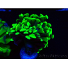 WYSIWYG Euphyllia paraancora (Mariculture acclimaté sous LED) 4H6