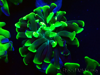 WYSIWYG Euphyllia paraancora (Mariculture acclimated under LED) 4F6