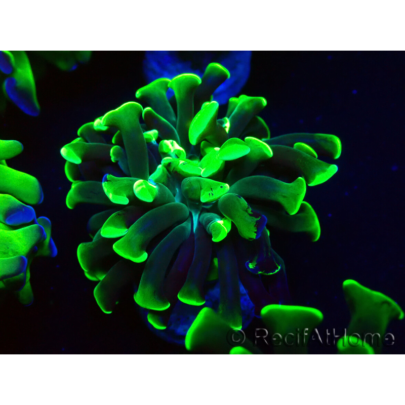WYSIWYG Euphyllia paraancora (Maricoltura acclimatata sotto LED) 4F6