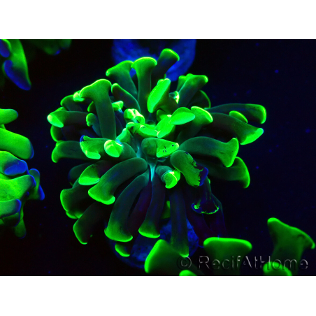 WYSIWYG Euphyllia paraancora (Mariculture acclimated under LED) 4F6