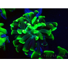 WYSIWYG Euphyllia paraancora (Mariculture acclimated under LED) 4F6