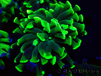 WYSIWYG Euphyllia paraancora (Maricoltura acclimatata sotto LED) 4F5