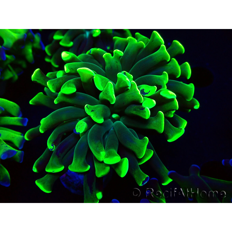 WYSIWYG Euphyllia paraancora (Maricoltura acclimatata sotto LED) 4F5