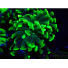 WYSIWYG Euphyllia paraancora (Maricoltura acclimatata sotto LED) 4F5