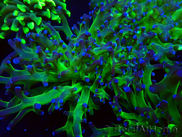 WYSIWYG Euphyllia paradivisa (Maricoltura acclimatata sotto LED)