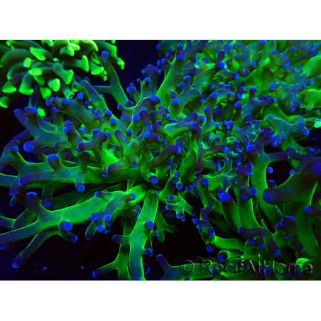 WYSIWYG Euphyllia paradivisa (Maricultura aclimatada bajo LED)