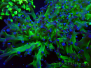 WYSIWYG Euphyllia paradivisa (Maricoltura acclimatata sotto LED)