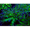 WYSIWYG Euphyllia paradivisa (Maricultura aclimatada bajo LED)