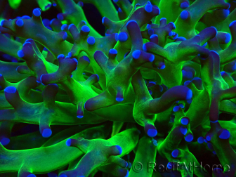 WYSIWYG Euphyllia paradivisa (Maricoltura acclimatata sotto LED)