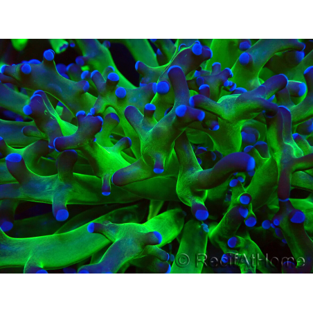 WYSIWYG Euphyllia paradivisa (Maricultura aclimatada bajo LED)