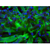 WYSIWYG Euphyllia paradivisa (Maricoltura acclimatata sotto LED)