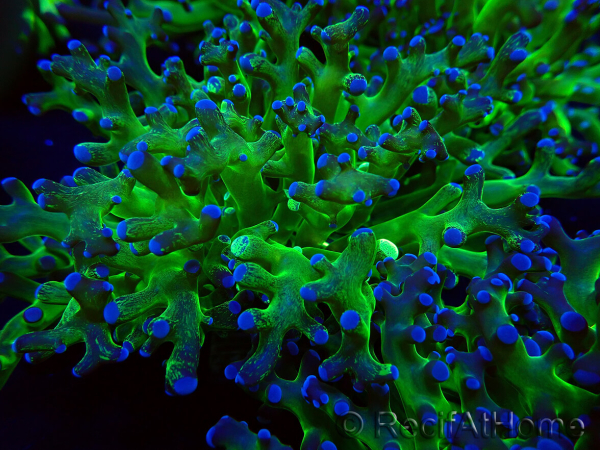 WYSIWYG Euphyllia paradivisa (Mariculture acclimaté sous LED) 4I2