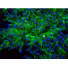 WYSIWYG Euphyllia paradivisa (Mariculture acclimated under LED)