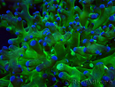 WYSIWYG Euphyllia paradivisa (Mariculture acclimaté sous LED) 4I2