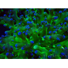 WYSIWYG Euphyllia paradivisa (Mariculture acclimated under LED)