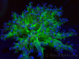 WYSIWYG Euphyllia paradivisa (Maricultura aclimatada bajo LED)
