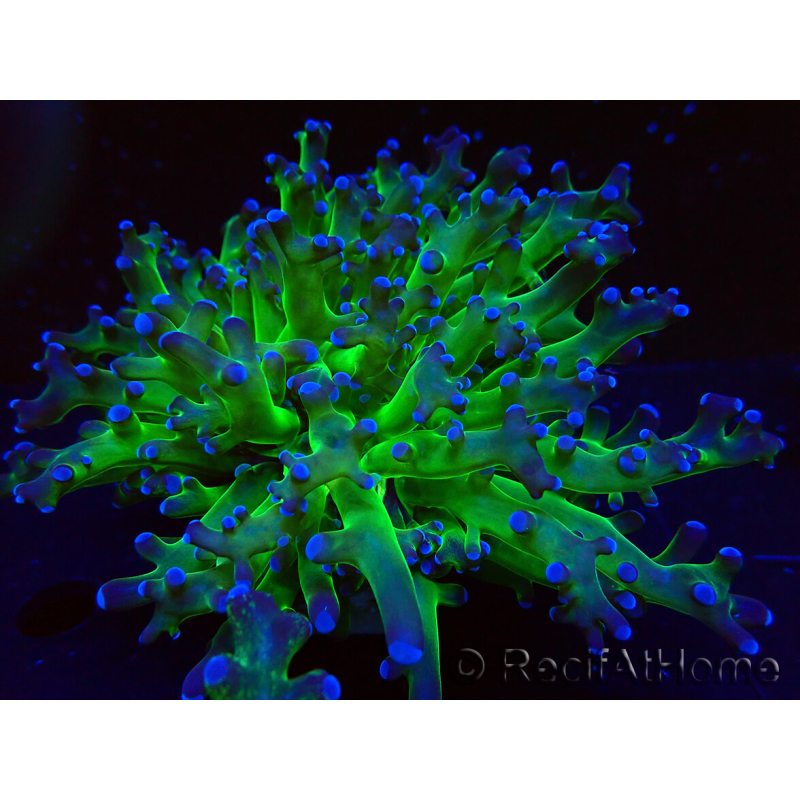 WYSIWYG Euphyllia paradivisa (Mariculture acclimaté sous LED) 4I3
