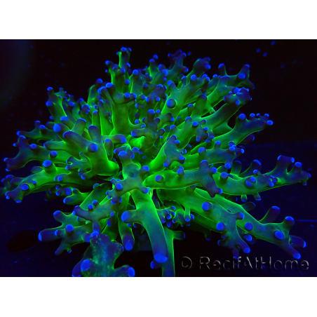 WYSIWYG Euphyllia paradivisa (Mariculture acclimated under LED)