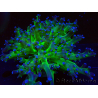WYSIWYG Euphyllia paradivisa (Mariculture acclimaté sous LED) 4I3