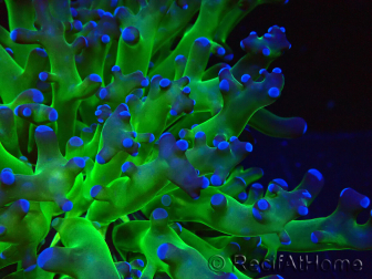 WYSIWYG Euphyllia paradivisa (Maricultura aclimatada bajo LED)