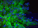 WYSIWYG Euphyllia paradivisa (Unter LED beleuchtete Marikultur-akklimatisiert)