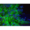 WYSIWYG Euphyllia paradivisa (Mariculture acclimaté sous LED) 4I3