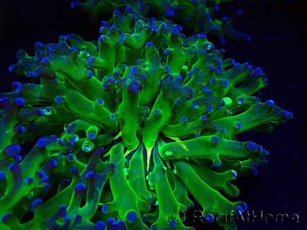 WYSIWYG Euphyllia paradivisa (Unter LED beleuchtete Marikultur-akklimatisiert)