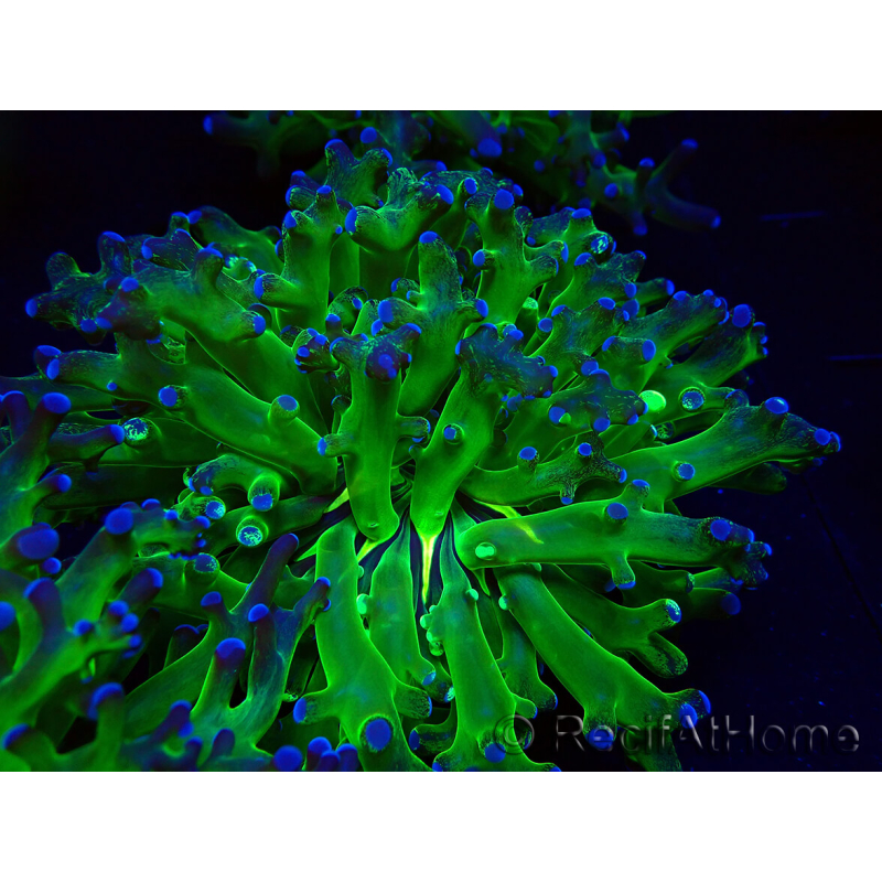 WYSIWYG Euphyllia paradivisa (Maricultura aclimatada bajo LED)