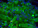 WYSIWYG Euphyllia paradivisa (Mariculture acclimaté sous LED)