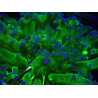 WYSIWYG Euphyllia paradivisa (Mariculture acclimaté sous LED)