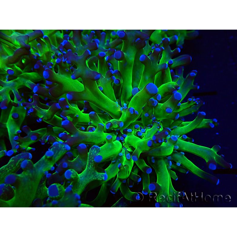 WYSIWYG Euphyllia paradivisa (Mariculture acclimaté sous LED) 4I5